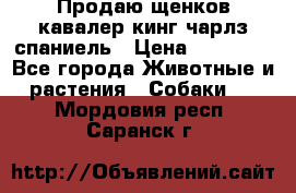 Продаю щенков кавалер кинг чарлз спаниель › Цена ­ 40 000 - Все города Животные и растения » Собаки   . Мордовия респ.,Саранск г.